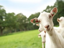 羊奶行业竞争加剧，佳贝艾特保持头部地位的秘诀是什么？